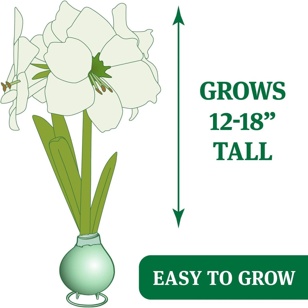 Red Base Waxed Amaryllis Flower Bulb with Stand L624981