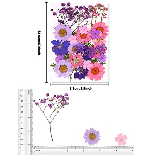 Black Dried Pressed Flowers, 120 Pcs Natural Dried Flowers X82529