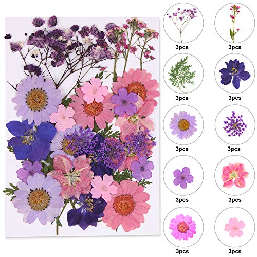 Black Dried Pressed Flowers, 120 Pcs Natural Dried Flowers X82529